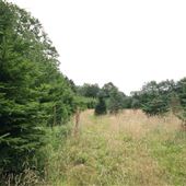 Rushmere Park - Scandinavian Woodland