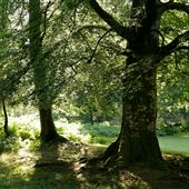 New Forest - Woodland