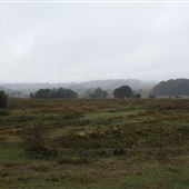 New Forest Heathland & Moorland