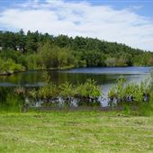 Tilford Road Lake