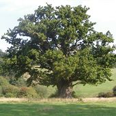 Farnham Park