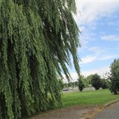 Whitebeam Close
