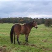 Knettishall Heath Country Park