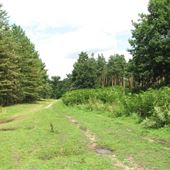 Thetford Forest Park