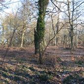 Roundhay Park