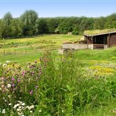 Wildfowl and Wetlands Centre