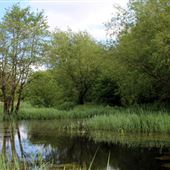 Stodmarsh Nature Reserve