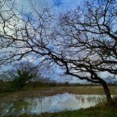 Holton Pits