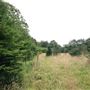 Rushmere Park - Scandinavian Woodland