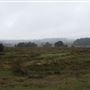 New Forest Heathland & Moorland