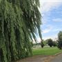 Whitebeam Close