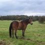Knettishall Heath Country Park