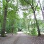 FE - Delamere Forest