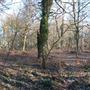 Roundhay Park