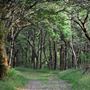 NT - Heddon Valley
