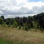 Bedgebury National Pinetum  & Forest