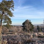 Mare Hill Common