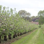 White House Farm