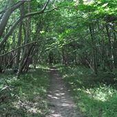 Foxley Wood