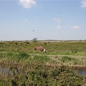 Carlton Marshes Nature Reserve