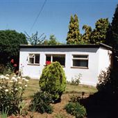 Conifers