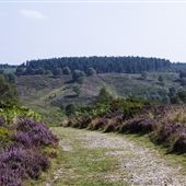 Cannock Chase Forest and Nature