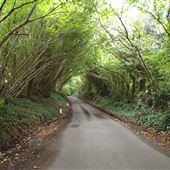 Marshfield Lane