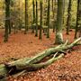 FE - Ramscombe Great Wood