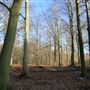 Thorndon Country Park
