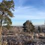 Mare Hill Common