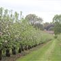 White House Farm