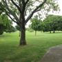 Alfred Rose Park