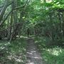 Foxley Wood