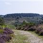 Cannock Chase Forest and Nature