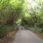 Marshfield Lane
