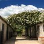 Magnolia Farm