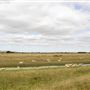 Sheep Farm