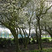 Jubilee Park