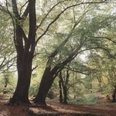 Epping Forest
