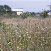 Canvey Wick (RSBP West Canvey Marsh)