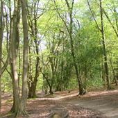 Shere Manor Estate