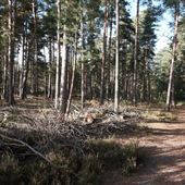 Rushmoor Woods