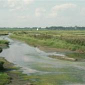 Havergate Island Nature Reserve