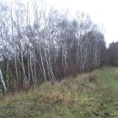 Narborough Railway Line Nature Reserve