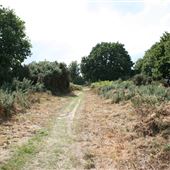 Rushmere Heath (Including Golf Club)