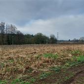 Empty Field, Tatton Estate
