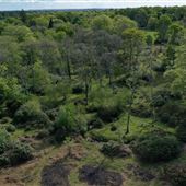 Greenhill Copse