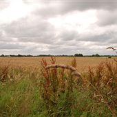 Country Road - Malton