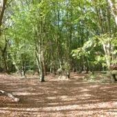 Heartwood Forest