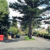 Little Elms